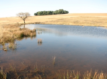 Nicole's pond.