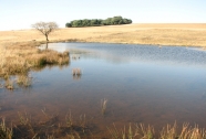 Nicole's pond.