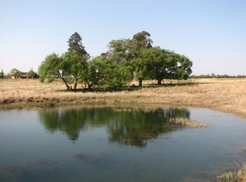 D&T's pond